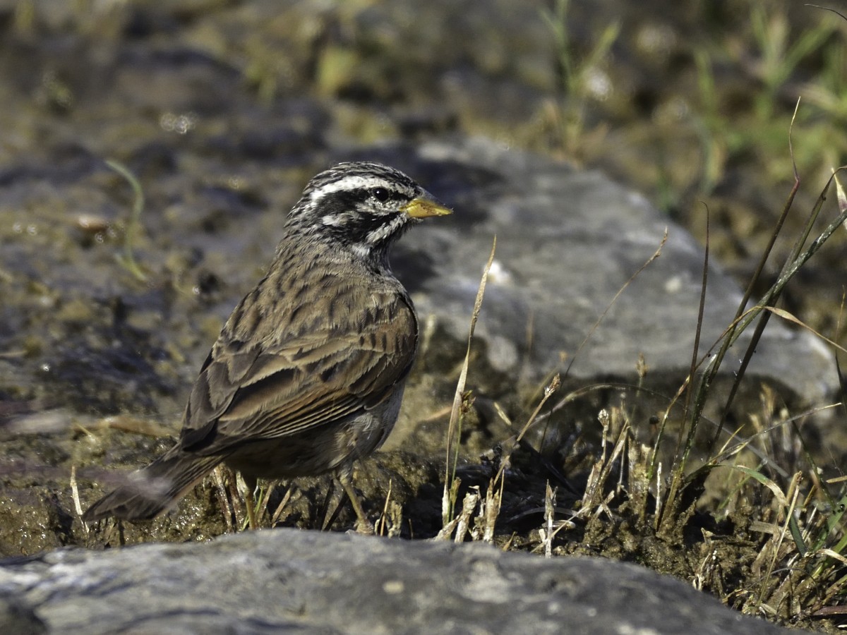 Striolated Bunting - ML79136171