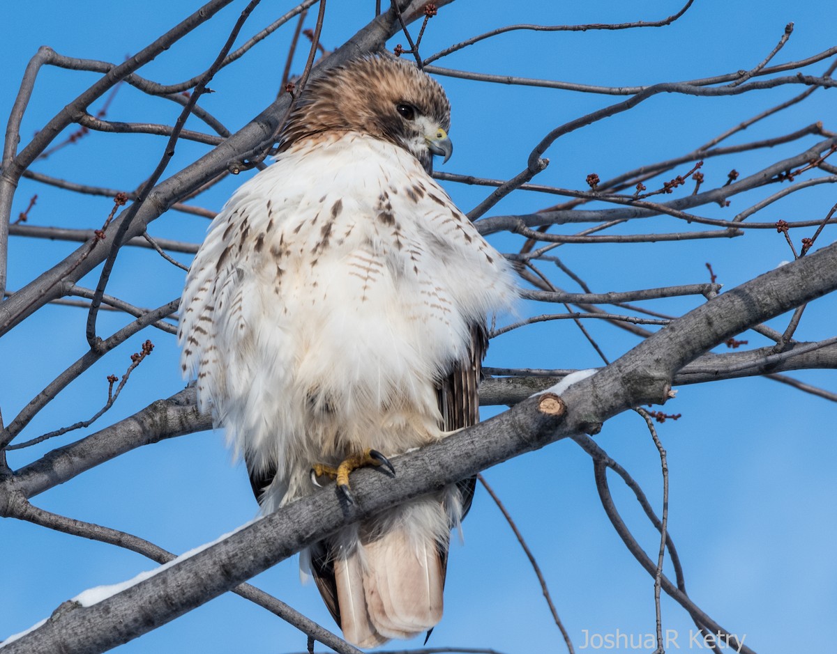 Red-tailed Hawk - josh Ketry