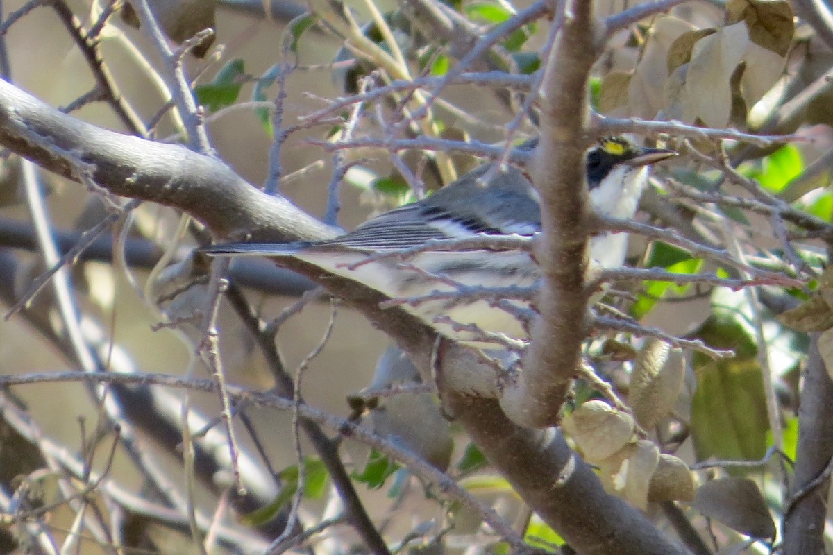 Black-throated Gray Warbler - Bill Lisowsky