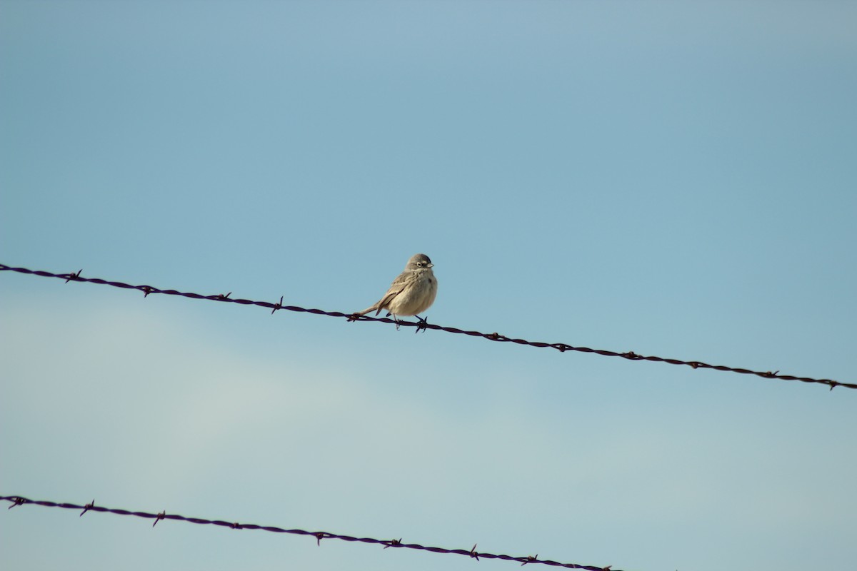 Sagebrush Sparrow - ML79143391