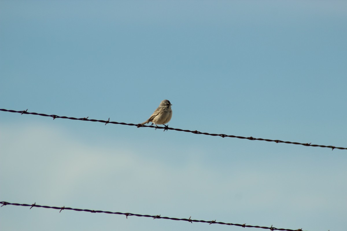 Sagebrush Sparrow - ML79143411