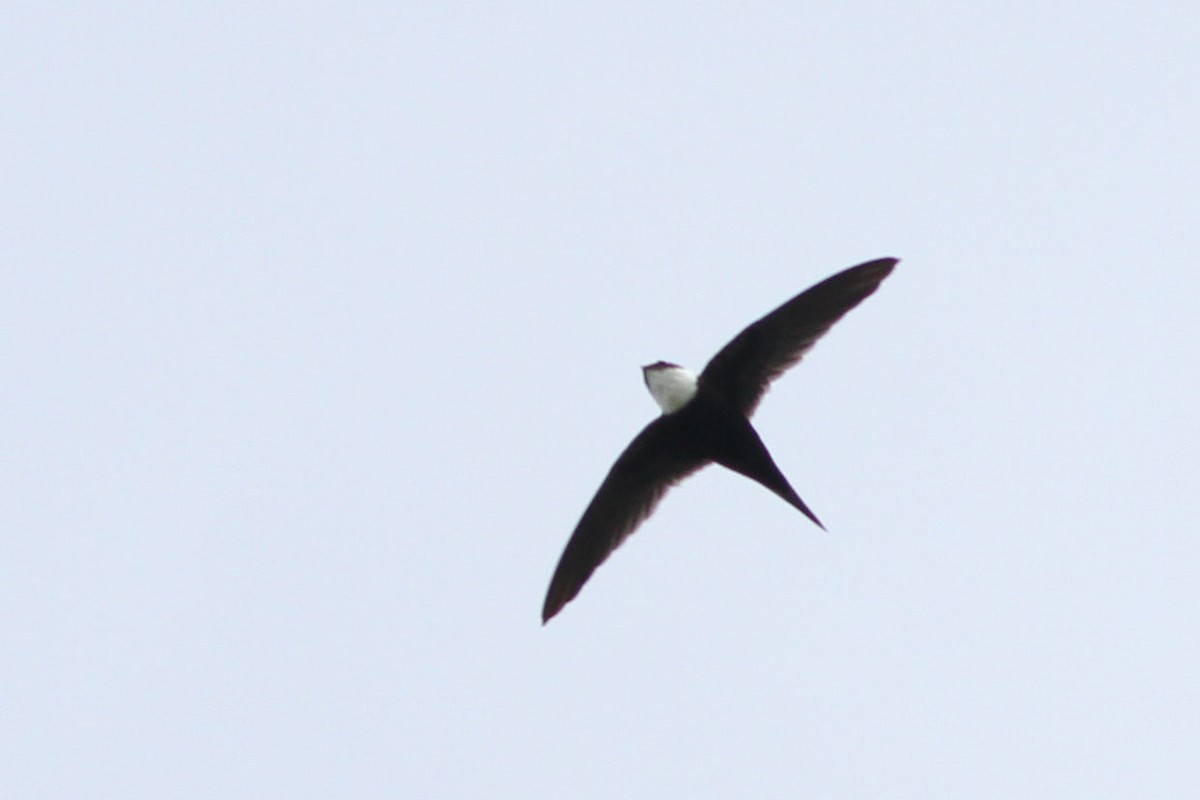 Lesser Swallow-tailed Swift - John Garrett