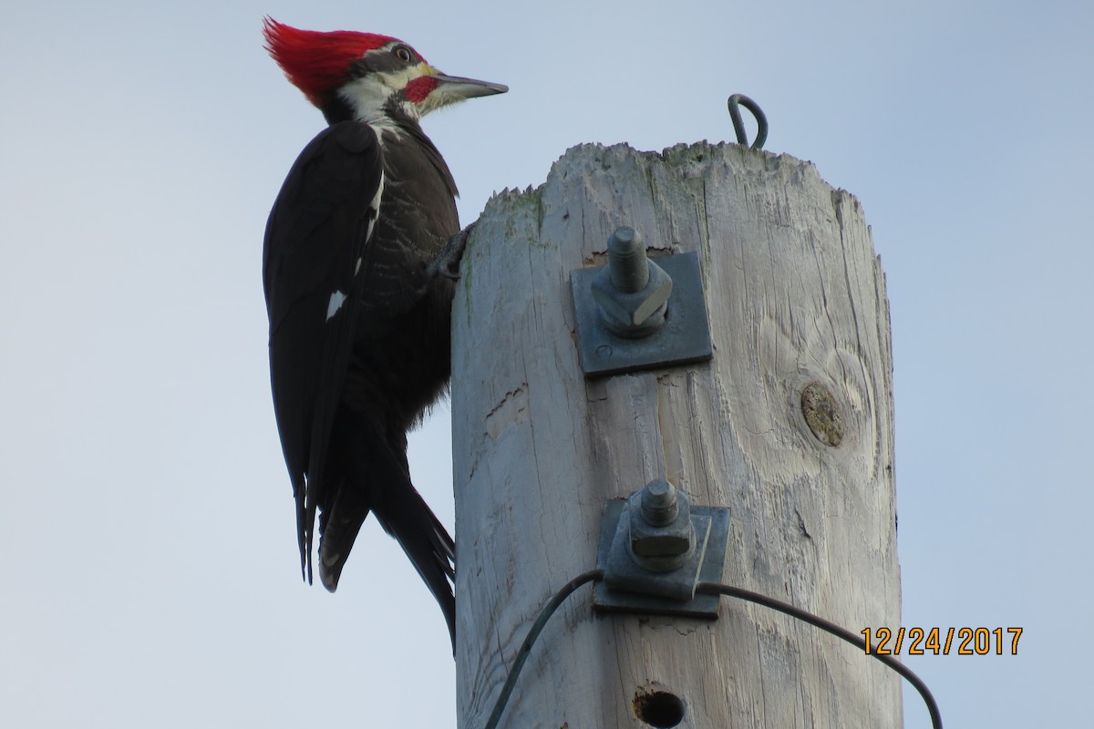 Pileated Woodpecker - Paul Wolter