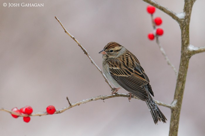 Chipping Sparrow - ML79153091