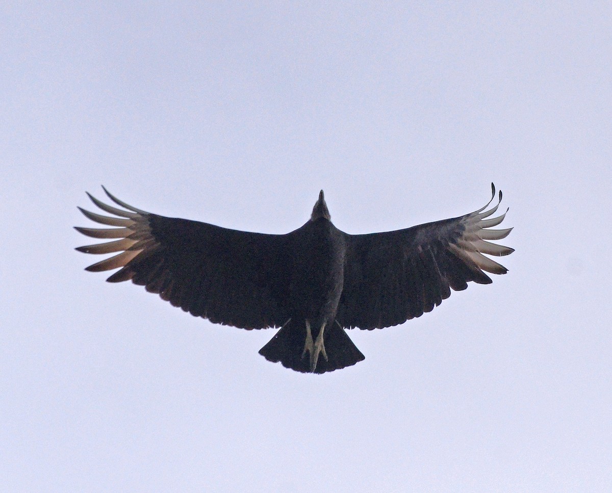 Black Vulture - ML79154021