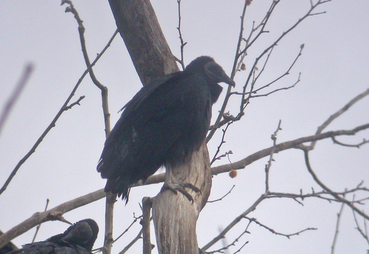 Black Vulture - ML79154111