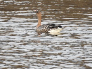 Pink-footed Goose, ML79158511