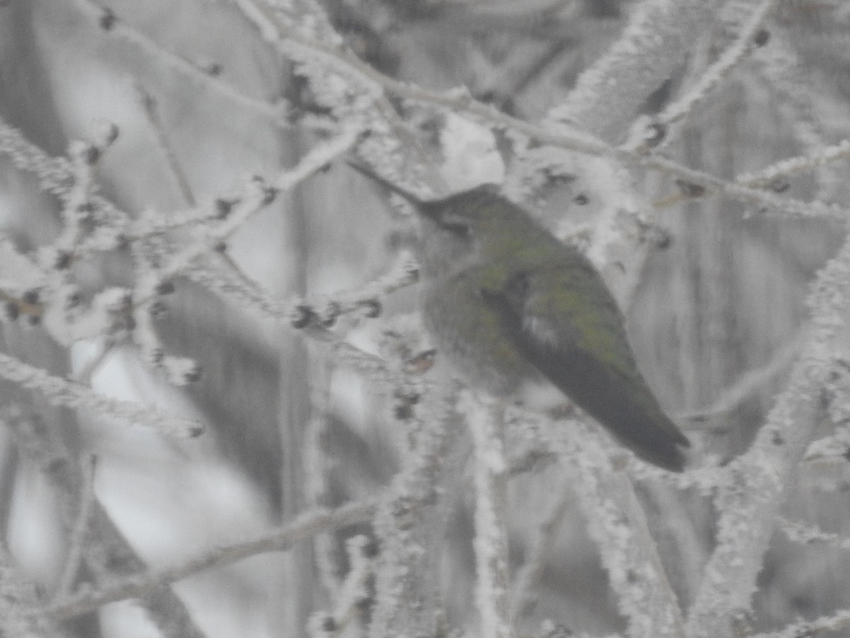Anna's Hummingbird - Anonymous Lake County