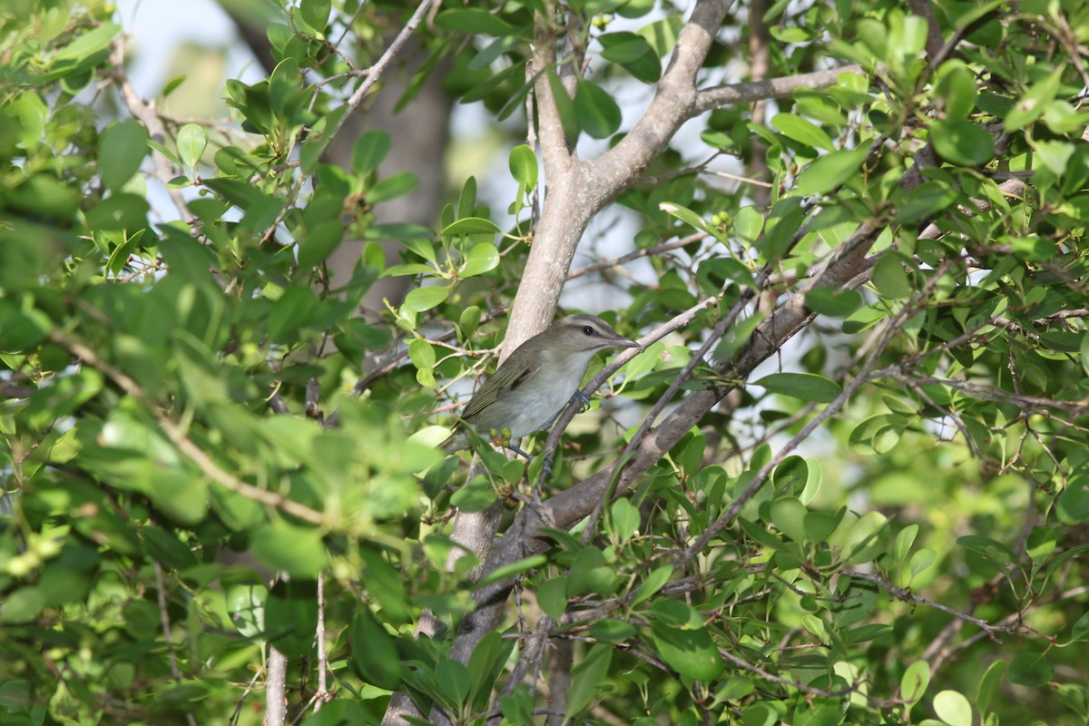 Black-whiskered Vireo - Mark and Holly Salvato
