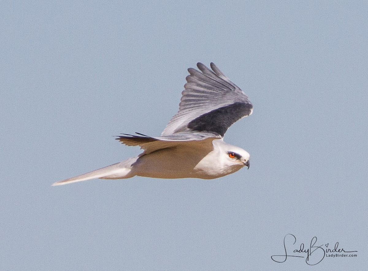 White-tailed Kite - ML79164641