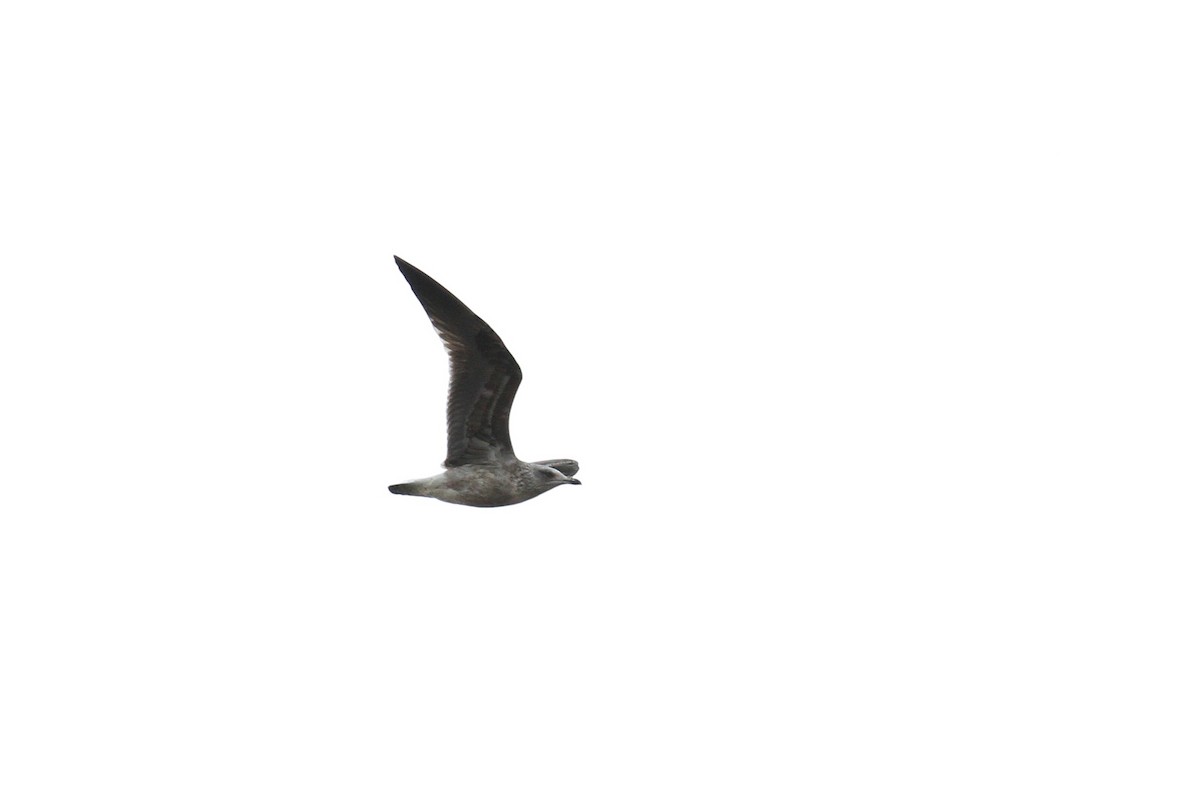 Lesser Black-backed Gull - ML79167051