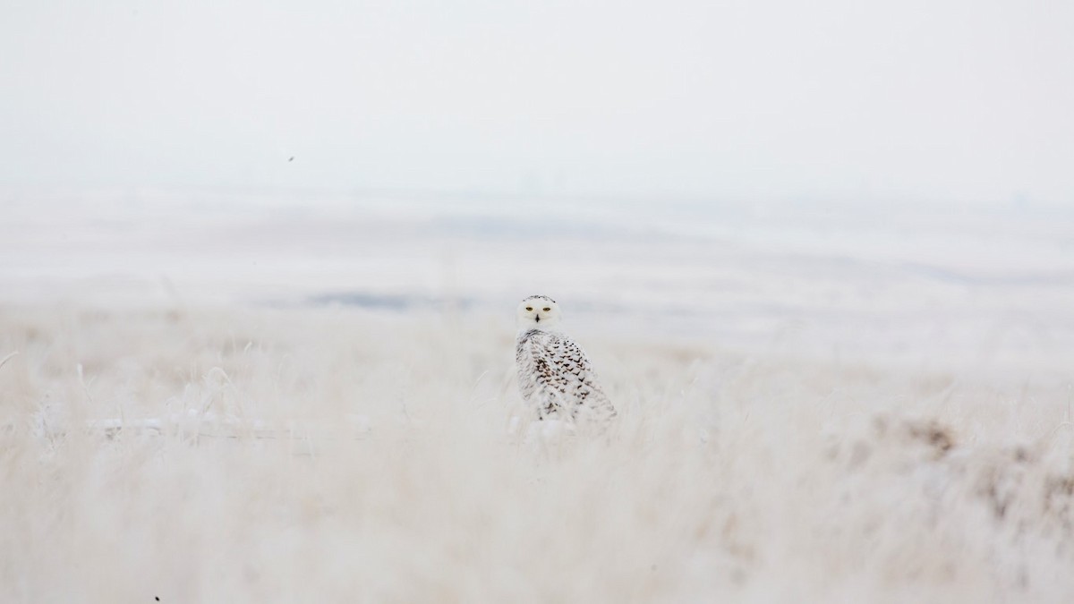 Snowy Owl - ML79171081