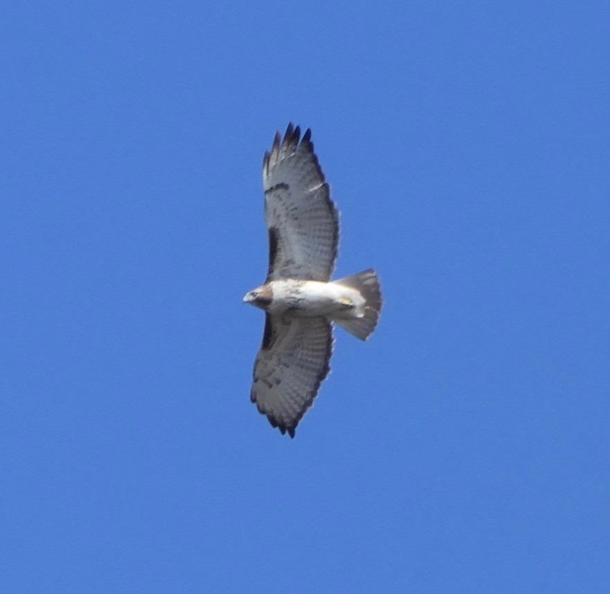 Red-tailed Hawk - ML79171721