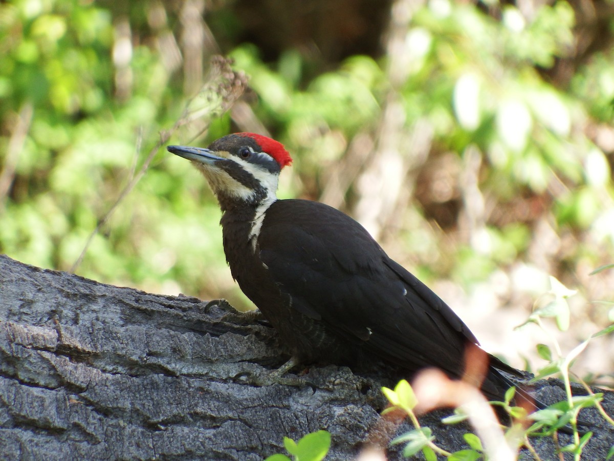 Pileated Woodpecker - Nicholas Sly