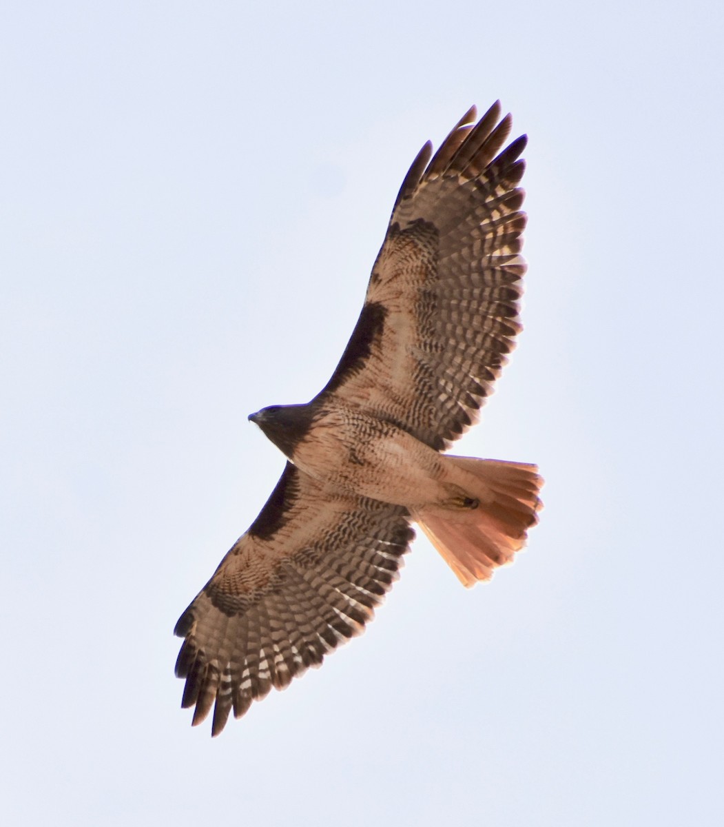 Red-tailed Hawk - ML79172461