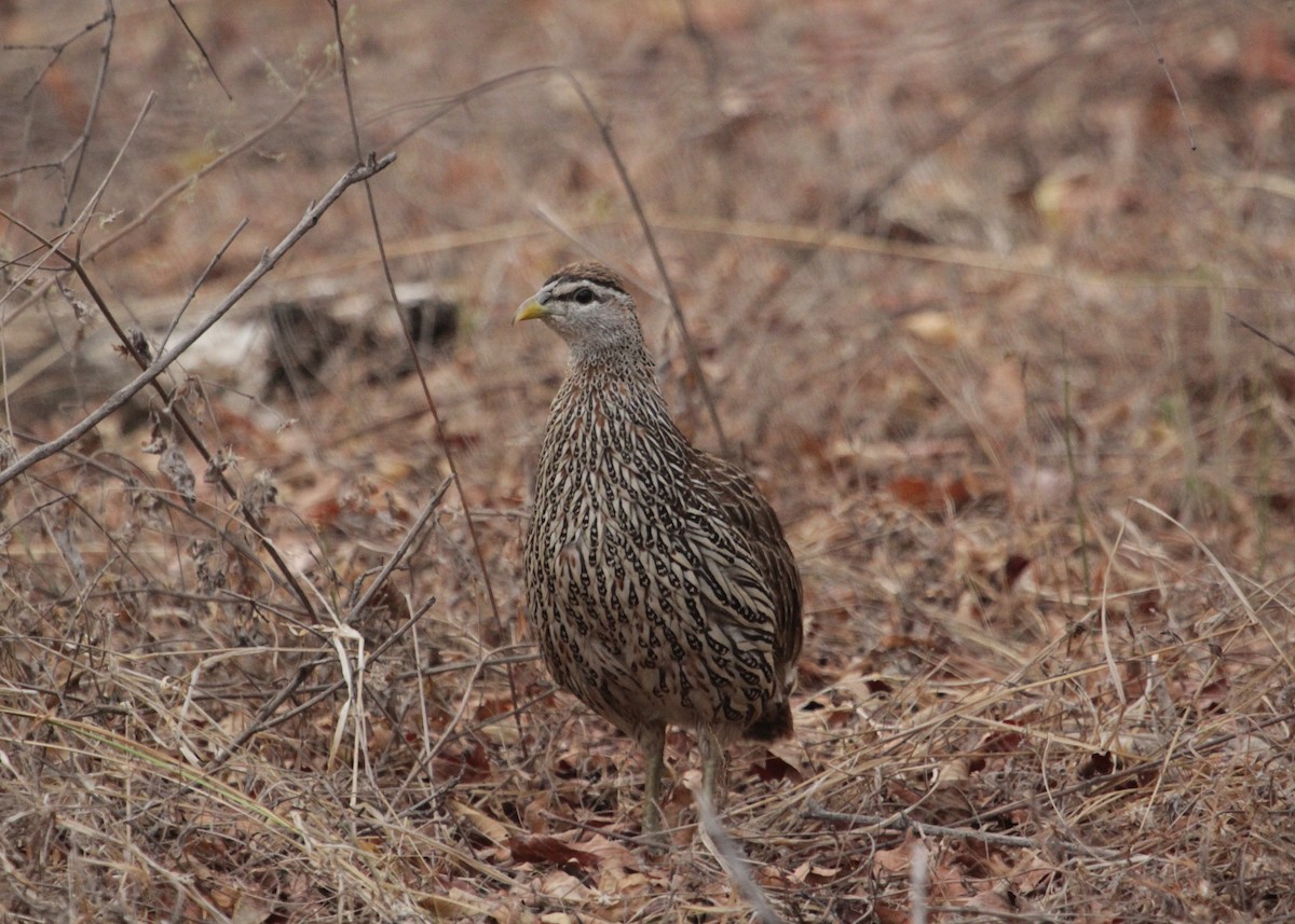 Double-spurred Spurfowl - ML79172881