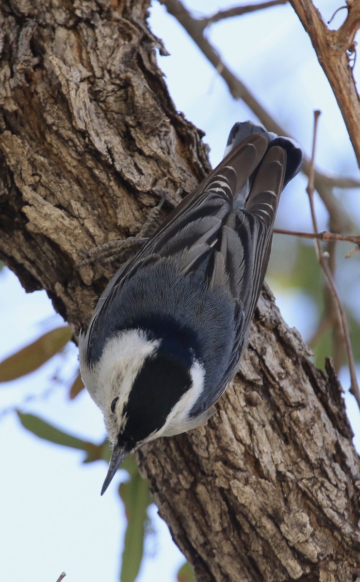 White-breasted Nuthatch (Interior West) - Laurens Halsey