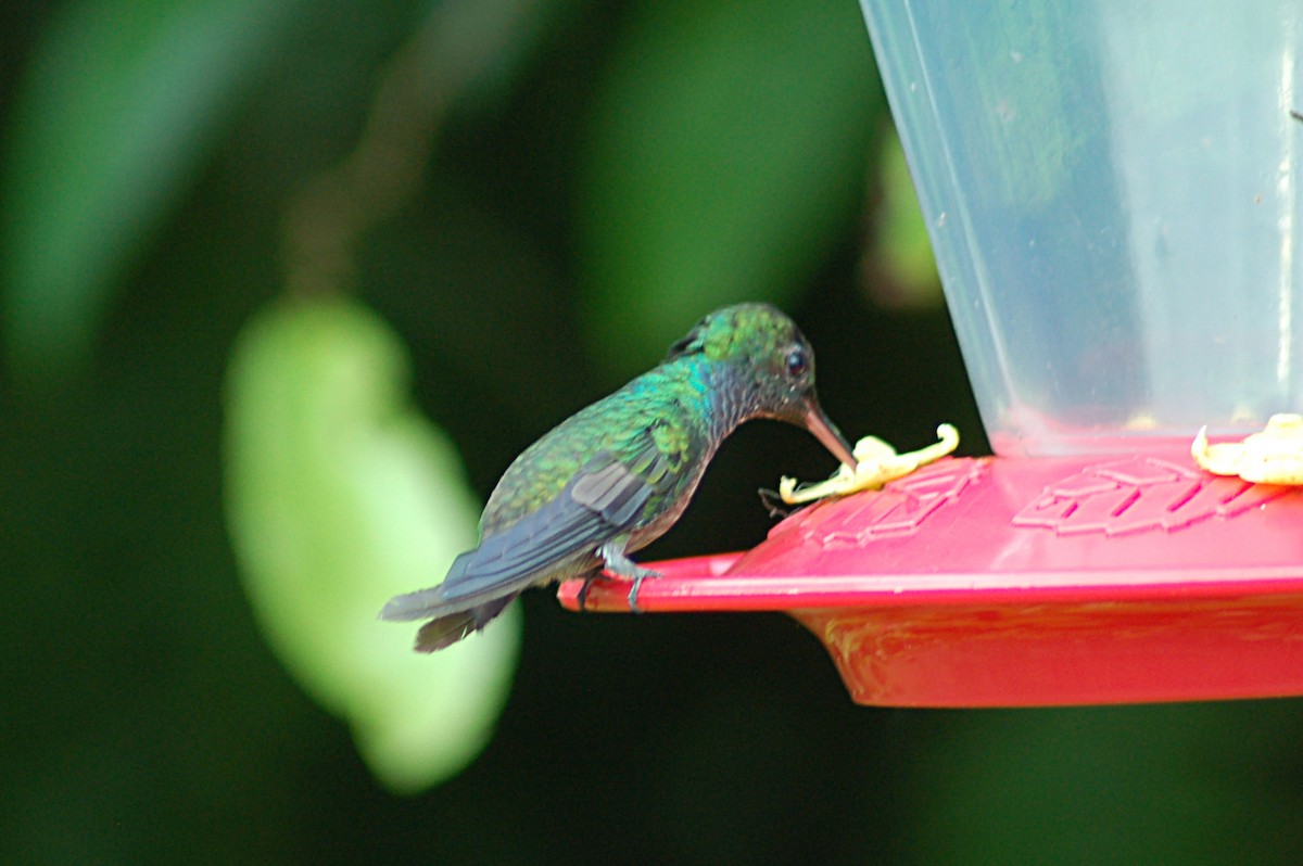 Purple-chested Hummingbird - Don Henise