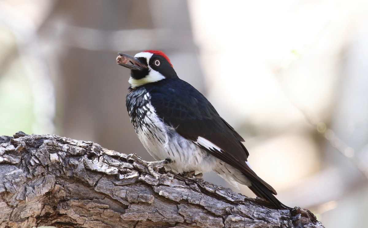 Acorn Woodpecker - Laurens Halsey
