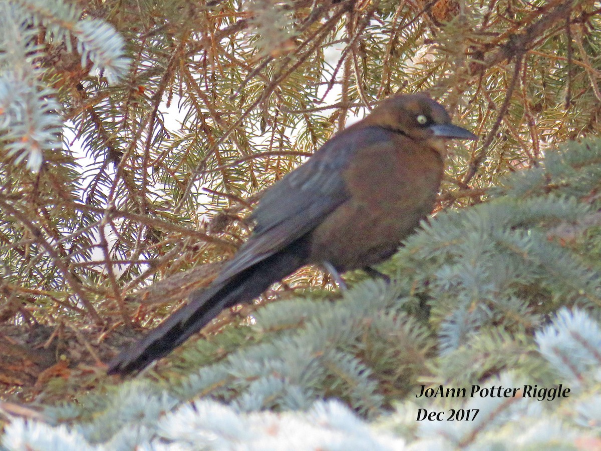 Great-tailed Grackle - ML79177201