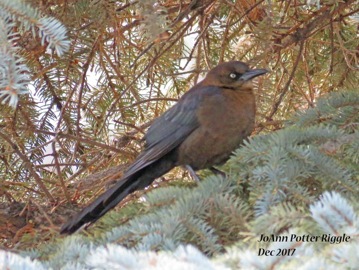 Great-tailed Grackle - ML79177421