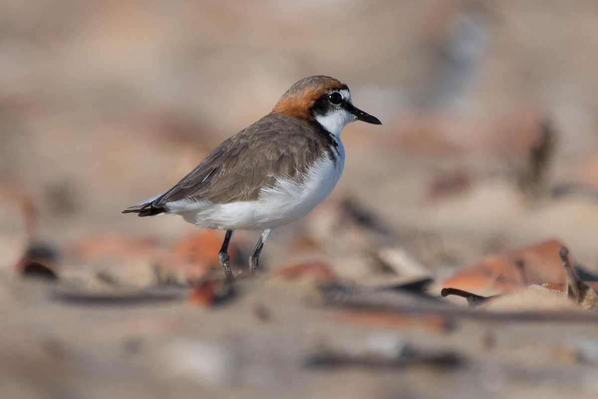 Red-capped Plover - ML79180111