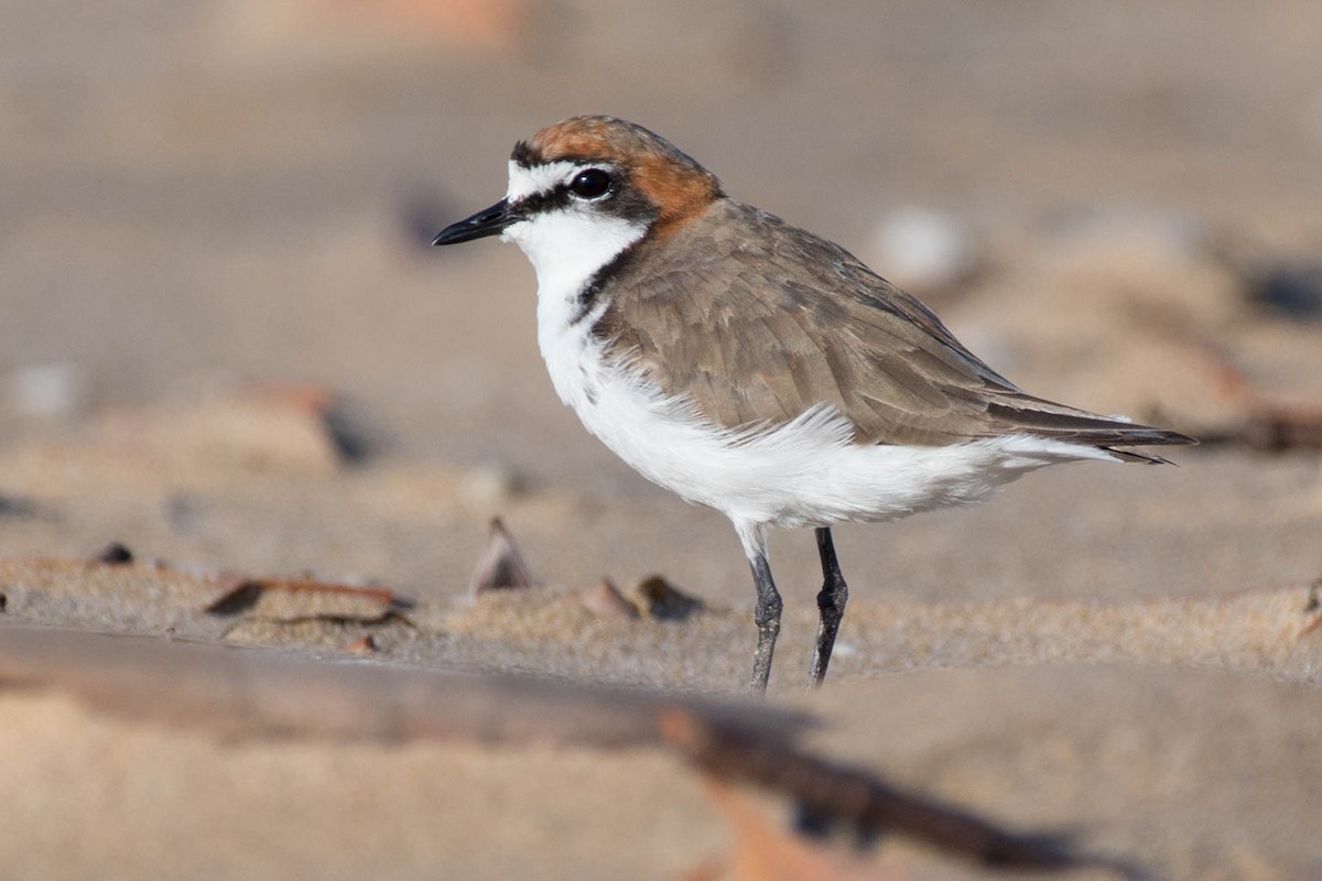 Red-capped Plover - Terence Alexander