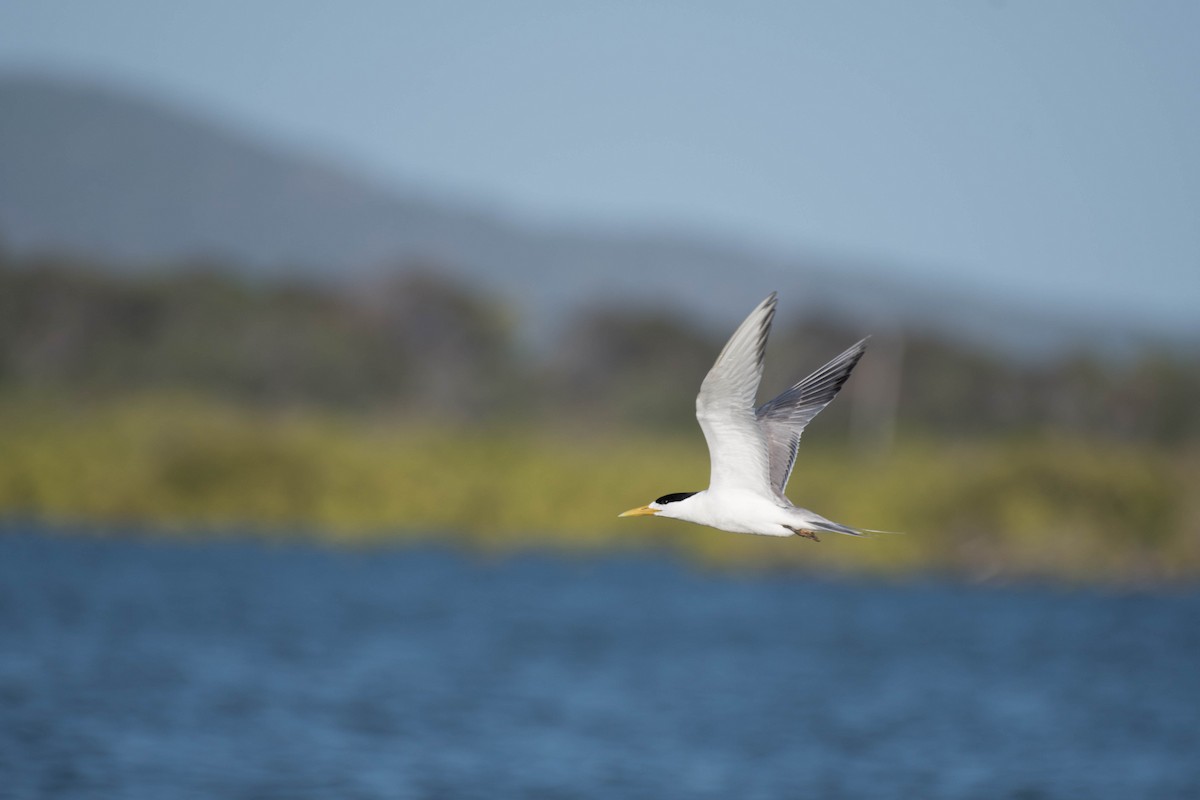 Great Crested Tern - ML79180241