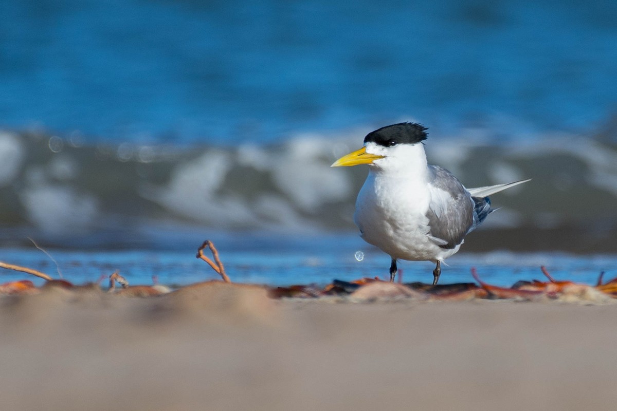Great Crested Tern - ML79180261