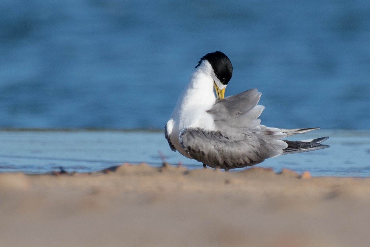 Great Crested Tern - Terence Alexander