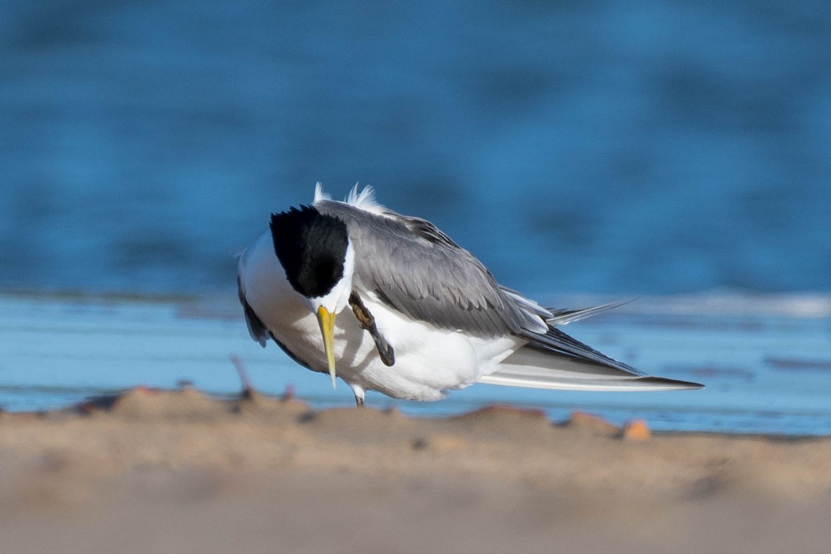 Great Crested Tern - ML79180281