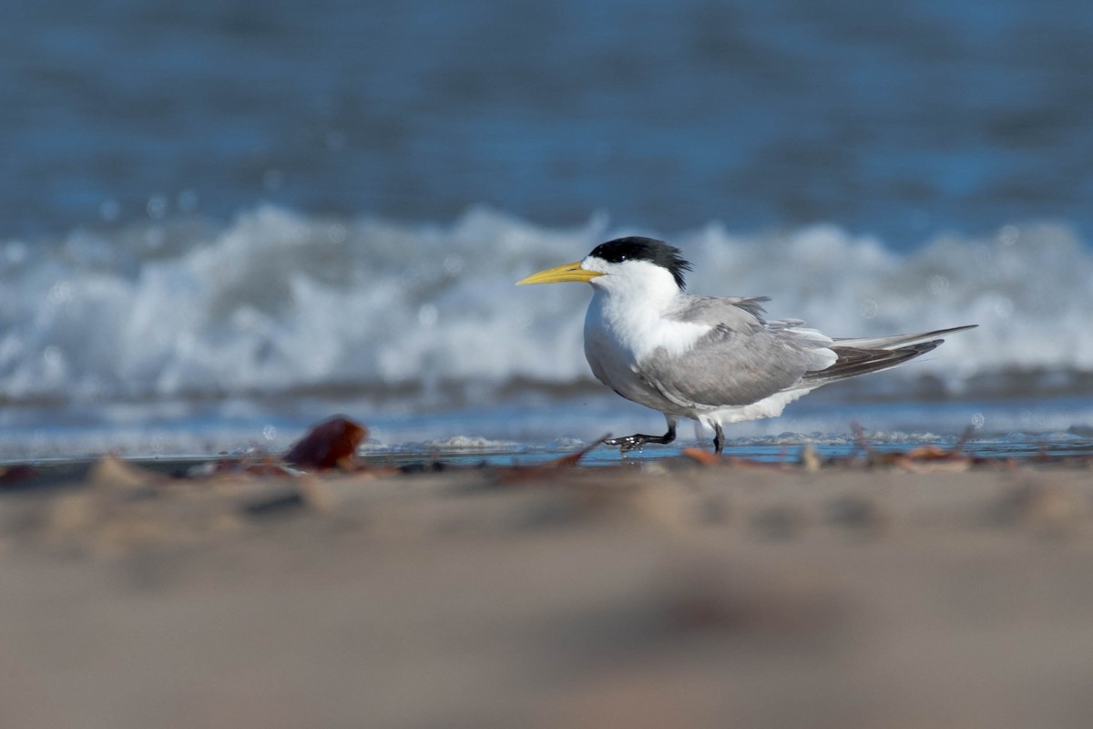 Great Crested Tern - ML79180331