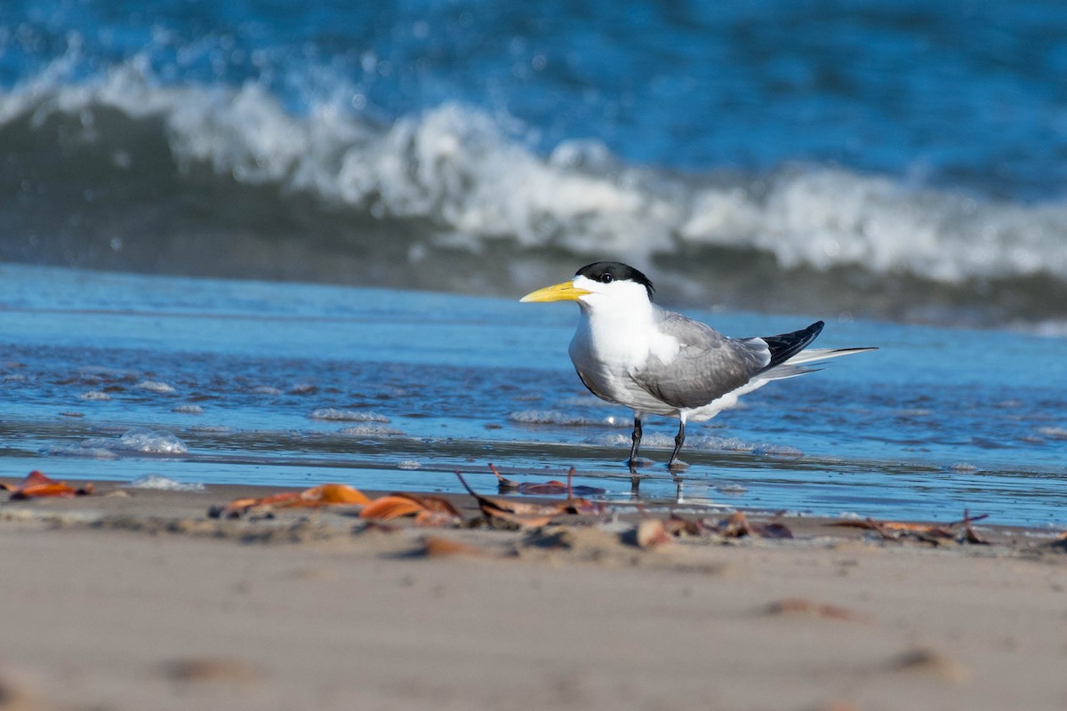 Great Crested Tern - ML79180341
