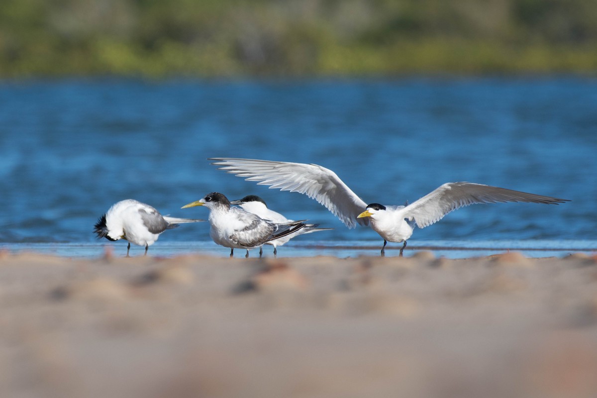 Great Crested Tern - ML79180361