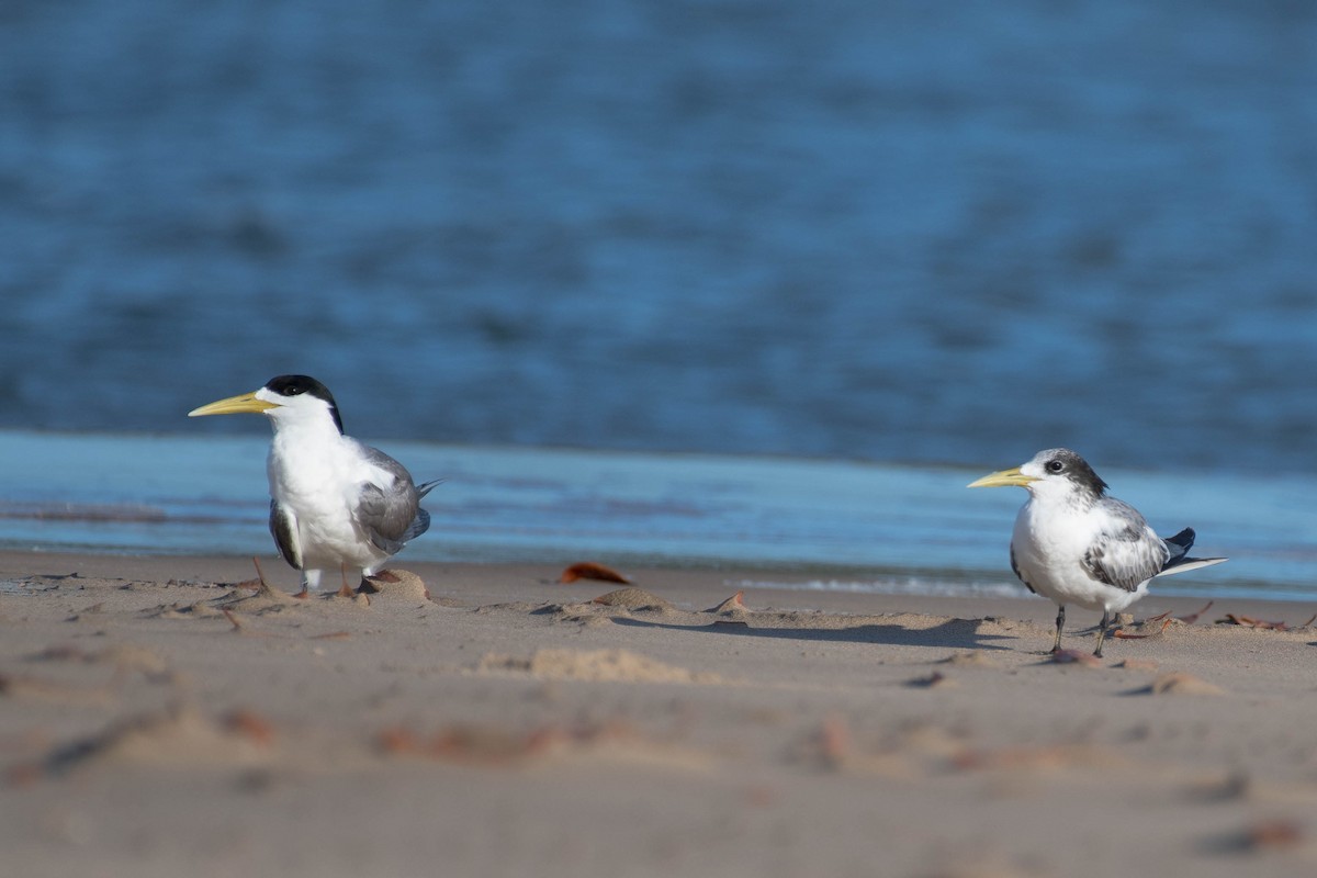 Great Crested Tern - ML79180391