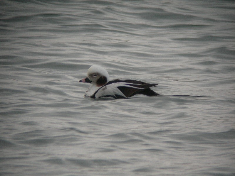 Long-tailed Duck - ML79180661