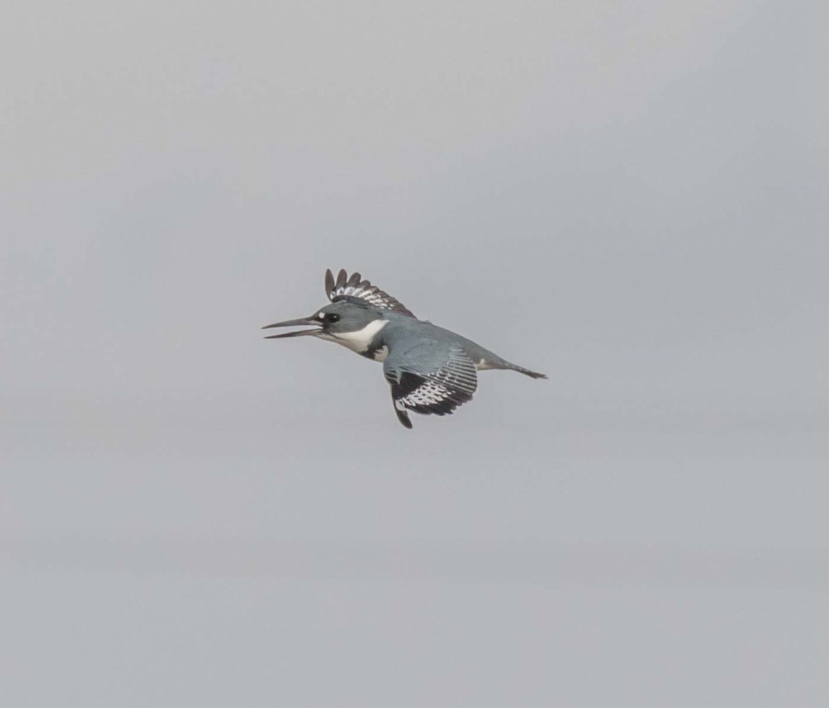 Belted Kingfisher - Maury Swoveland
