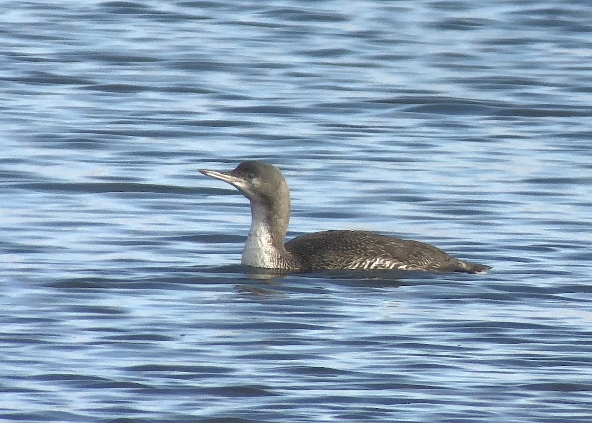 Red-throated Loon - Tim Lenz