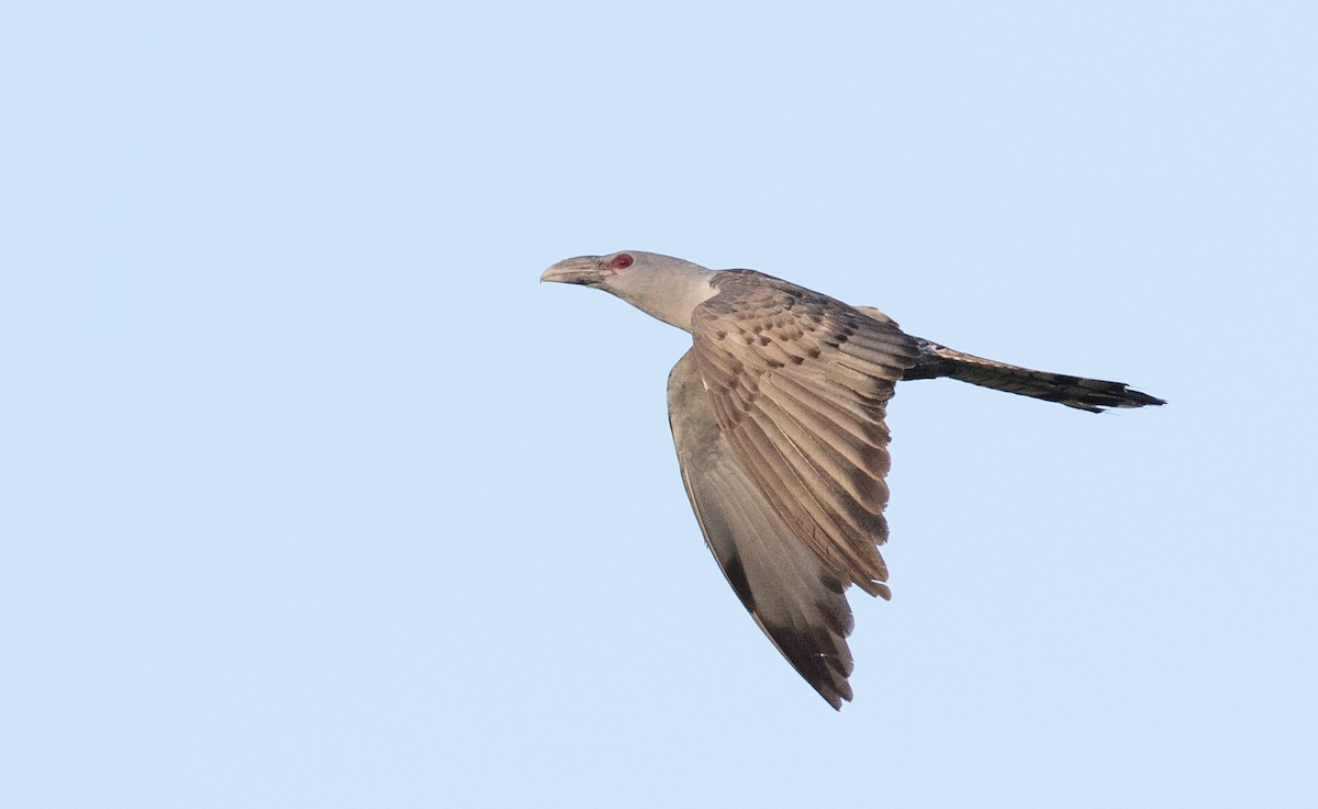 Channel-billed Cuckoo - Ian Davies