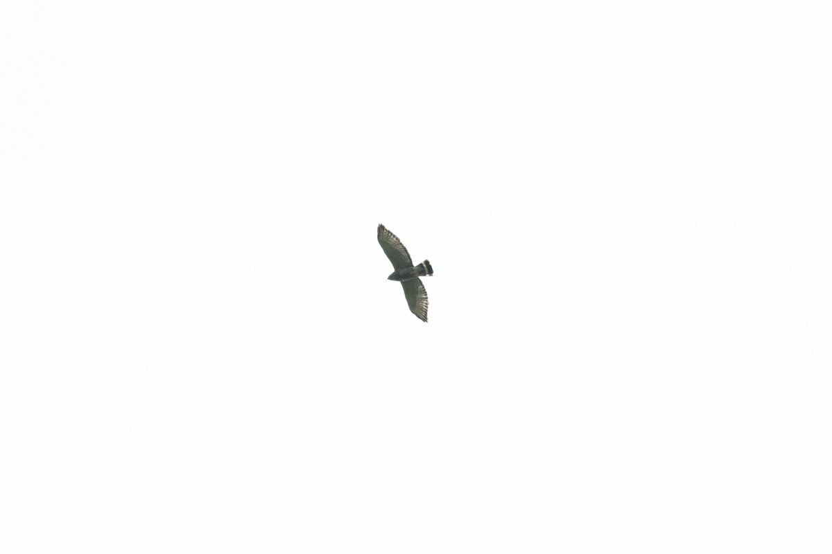 Broad-winged Hawk - ML79188001