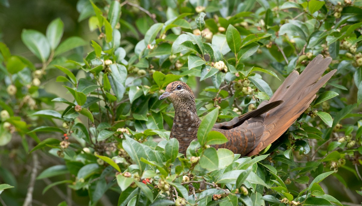 Brown Cuckoo-Dove - ML79188091