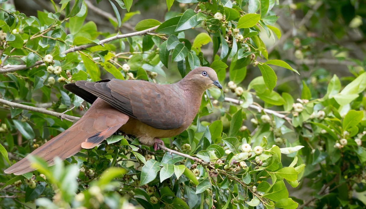 Brown Cuckoo-Dove - ML79188101
