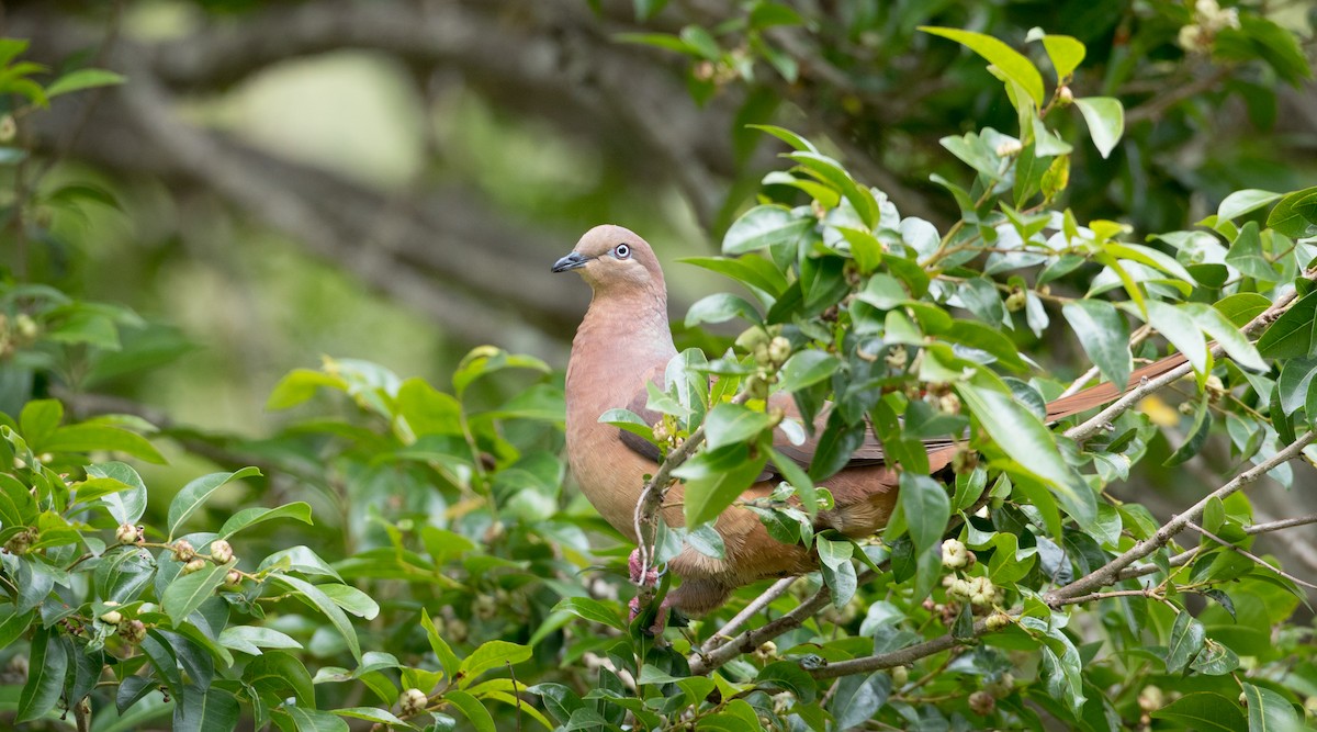 Brown Cuckoo-Dove - ML79188121
