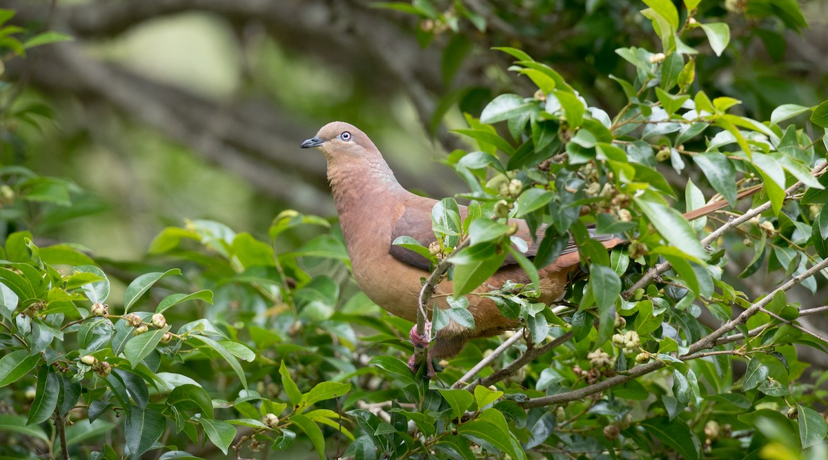 Brown Cuckoo-Dove - ML79188131