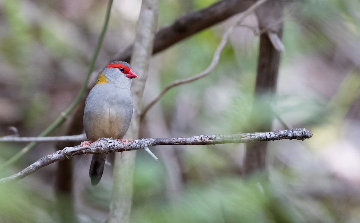 Red-browed Firetail - ML79188321