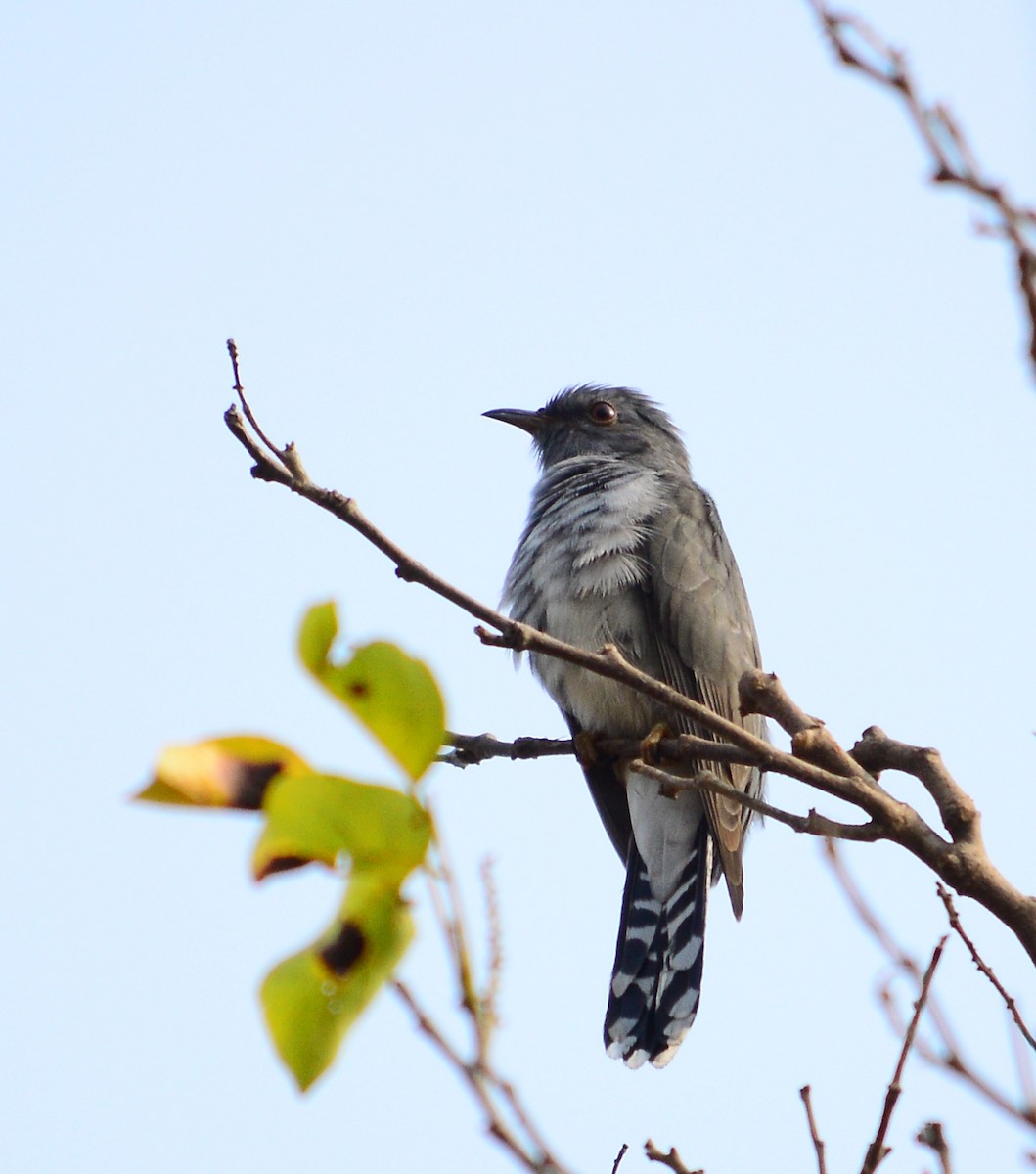 Gray-bellied Cuckoo - Janardhan Uppada