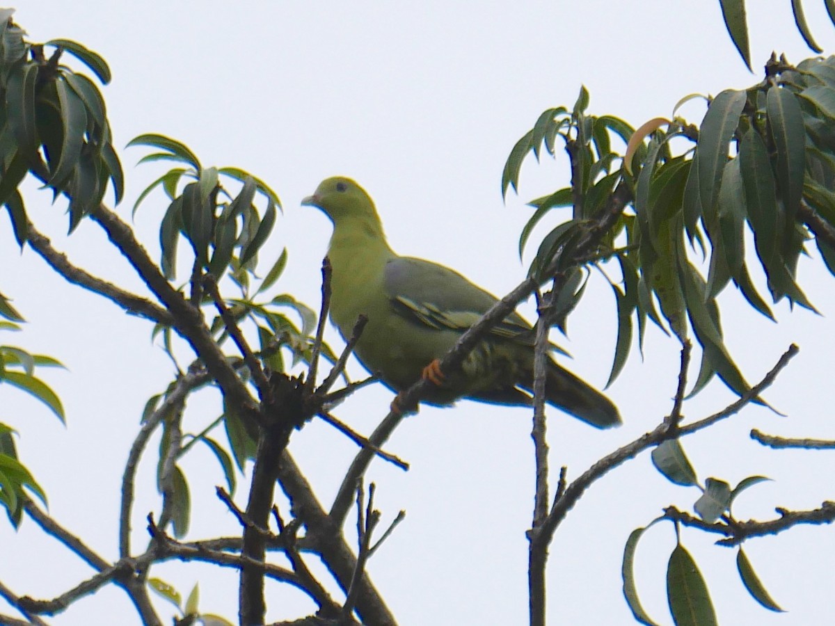 Madagascar Green-Pigeon - ML79189111