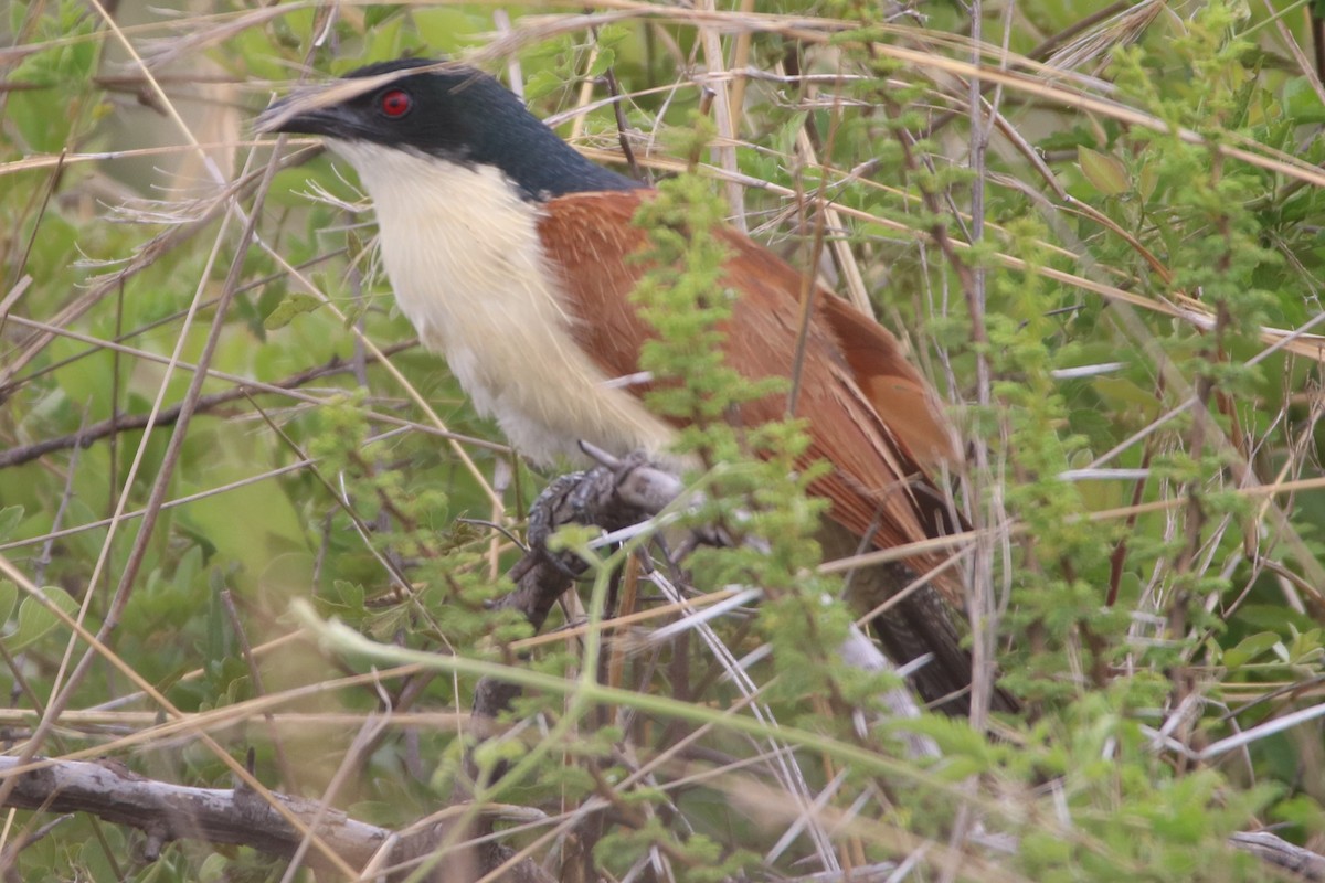 White-browed Coucal (Burchell's) - Bez Bezuidenhout