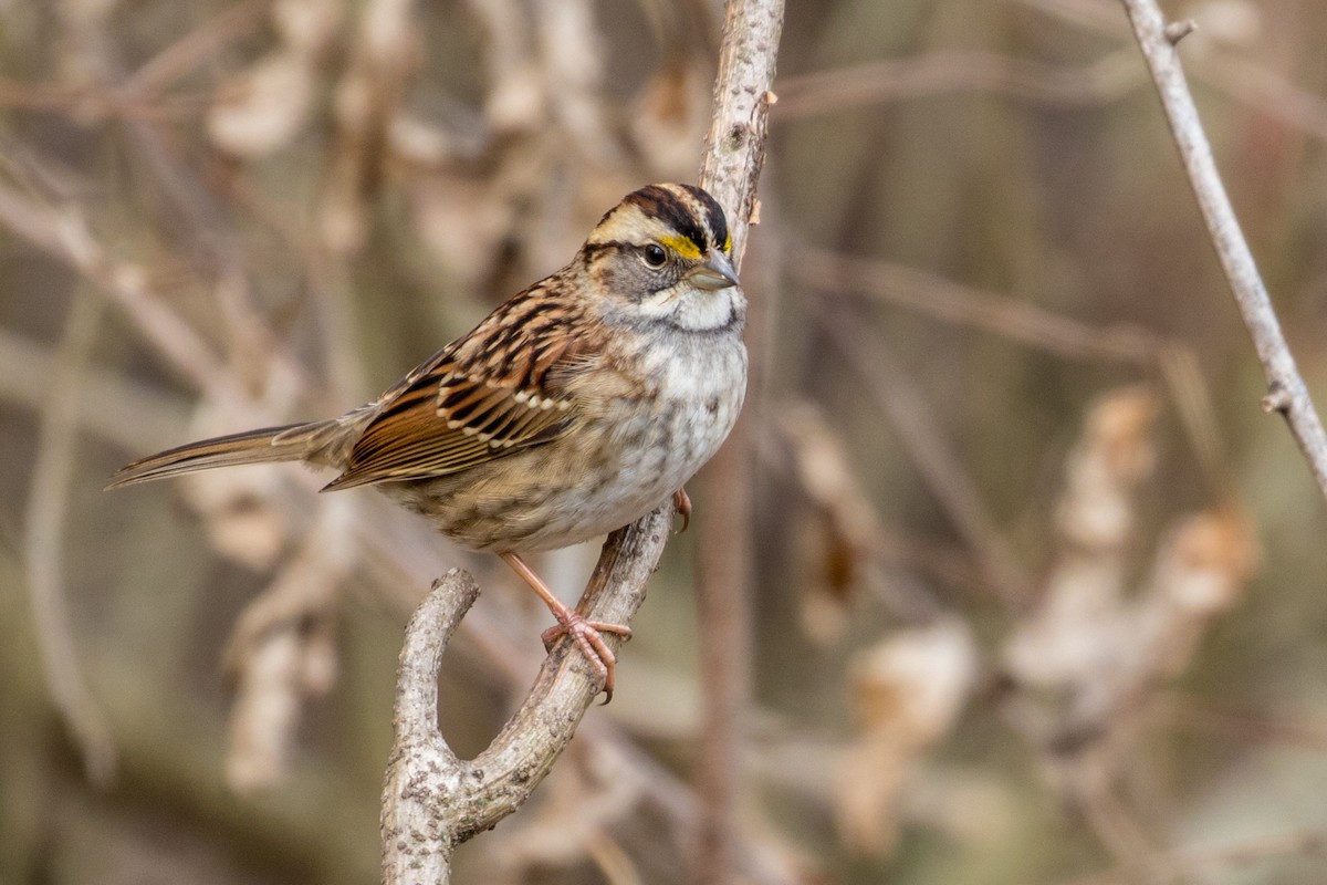 White-throated Sparrow - Drew Weber