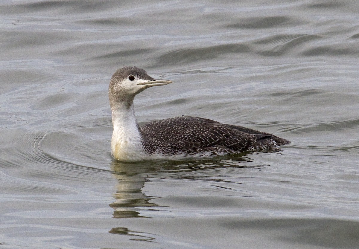 Red-throated Loon - Heather Wolf